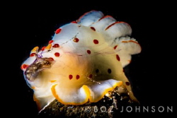 Nudibranch eating a sea hare by Boz Johnson 
